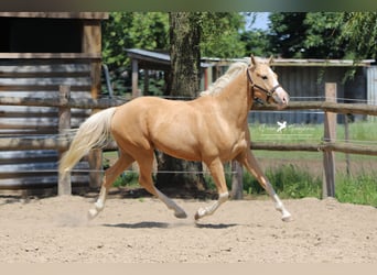 German Riding Pony, Gelding, 3 years, 14.2 hh, Palomino