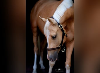 German Riding Pony, Gelding, 3 years, 14.2 hh, Palomino