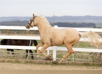 German Riding Pony, Gelding, 3 years, 14,2 hh, Palomino