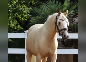German Riding Pony, Gelding, 3 years, 14.2 hh, Palomino