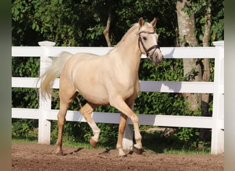 German Riding Pony, Gelding, 3 years, 14.2 hh, Palomino