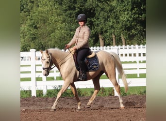 German Riding Pony, Gelding, 3 years, 14.2 hh, Palomino