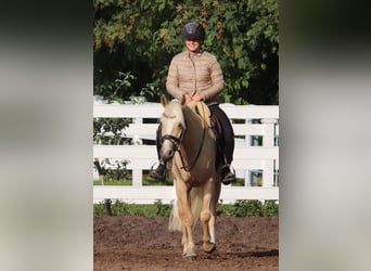 German Riding Pony, Gelding, 3 years, 14.2 hh, Palomino