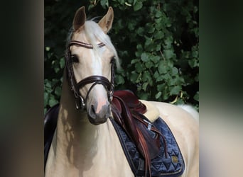 German Riding Pony, Gelding, 3 years, 14.2 hh, Palomino