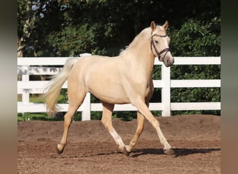 German Riding Pony, Gelding, 3 years, 14.2 hh, Palomino