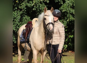 German Riding Pony, Gelding, 3 years, 14.2 hh, Palomino