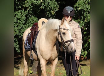 German Riding Pony, Gelding, 3 years, 14.2 hh, Palomino
