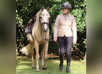 German Riding Pony, Gelding, 3 years, 14.2 hh, Palomino