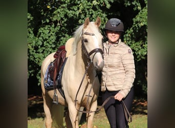 German Riding Pony, Gelding, 3 years, 14.2 hh, Palomino