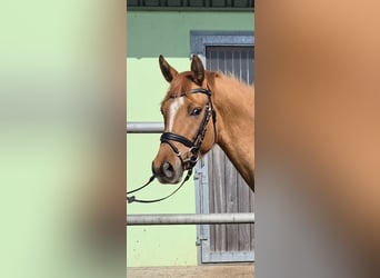 German Riding Pony, Gelding, 3 years, 14.2 hh, Red Dun