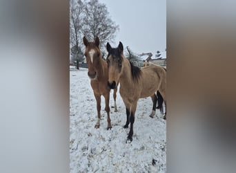 German Riding Pony, Gelding, 3 years, 14.2 hh, Red Dun