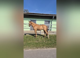 German Riding Pony, Gelding, 3 years, 14.2 hh, Red Dun