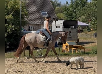 German Riding Pony, Gelding, 3 years, 14.2 hh, Roan-Red