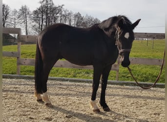German Riding Pony, Gelding, 3 years, 14.2 hh, Smoky-Black