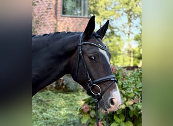 German Riding Pony, Gelding, 3 years, 14.3 hh, Brown