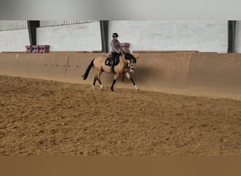 German Riding Pony, Gelding, 3 years, 14.3 hh, Buckskin
