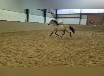 German Riding Pony, Gelding, 3 years, 14.3 hh, Buckskin