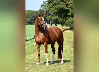 German Riding Pony, Gelding, 3 years, 14.3 hh, Chestnut-Red