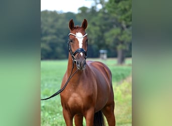 German Riding Pony, Gelding, 3 years, 14.3 hh, Chestnut-Red