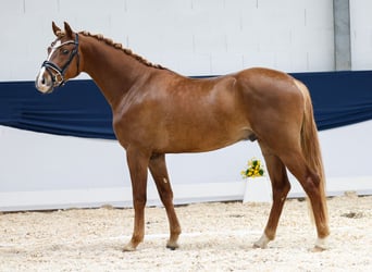 German Riding Pony, Gelding, 3 years, 14.3 hh, Chestnut-Red