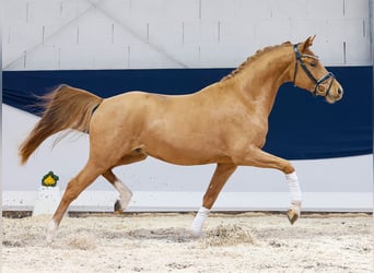 German Riding Pony, Gelding, 3 years, 14,3 hh, Chestnut-Red