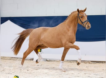 German Riding Pony, Gelding, 3 years, 14,3 hh, Chestnut-Red