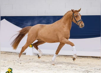 German Riding Pony, Gelding, 3 years, 14,3 hh, Chestnut-Red