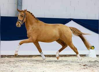 German Riding Pony, Gelding, 3 years, 14,3 hh, Chestnut-Red