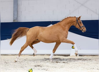 German Riding Pony, Gelding, 3 years, 14,3 hh, Chestnut-Red