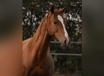 German Riding Pony, Gelding, 3 years, 14.3 hh, Chestnut-Red