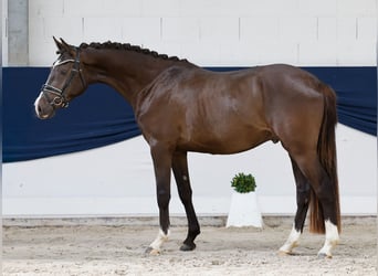 German Riding Pony, Gelding, 3 years, 14.3 hh, Dun