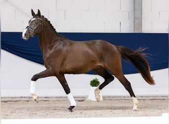 German Riding Pony, Gelding, 3 years, 14.3 hh, Dun