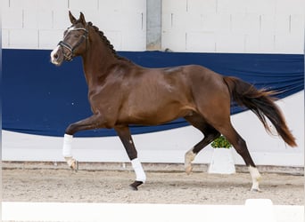 German Riding Pony, Gelding, 3 years, 14.3 hh, Dun