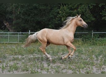 German Riding Pony, Gelding, 3 years, 14,3 hh, Palomino