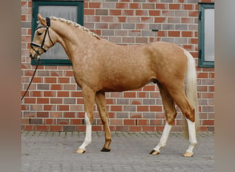 German Riding Pony, Gelding, 3 years, 14,3 hh, Palomino