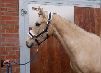 German Riding Pony, Gelding, 3 years, 14,3 hh, Palomino