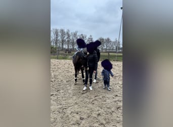 German Riding Pony, Gelding, 3 years, 14 hh, Bay-Dark