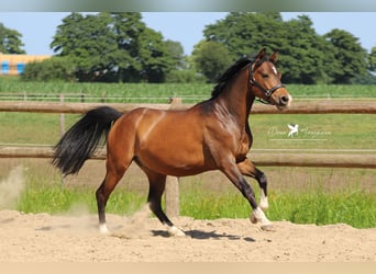 German Riding Pony, Gelding, 3 years, 14 hh, Brown