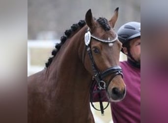 German Riding Pony, Gelding, 3 years, 14 hh, Brown