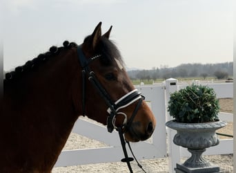 German Riding Pony Mix, Gelding, 3 years, 14 hh, Brown