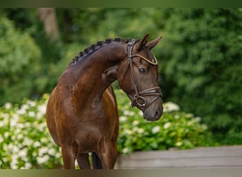 German Riding Pony, Gelding, 3 years, 14 hh, Buckskin