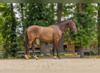 German Riding Pony, Gelding, 3 years, 14 hh, Buckskin