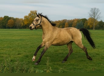 German Riding Pony, Gelding, 3 years, 14 hh, Buckskin