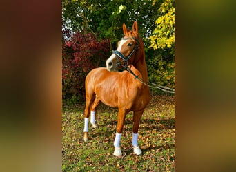 German Riding Pony, Gelding, 3 years, 14 hh, Chestnut-Red