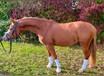 German Riding Pony, Gelding, 3 years, 14 hh, Chestnut-Red