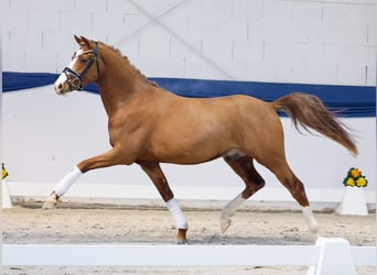 German Riding Pony, Gelding, 3 years, 14 hh, Chestnut-Red