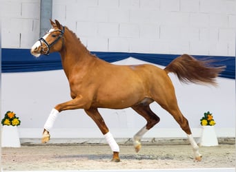 German Riding Pony, Gelding, 3 years, 14 hh, Chestnut-Red