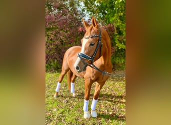 German Riding Pony, Gelding, 3 years, 14 hh, Chestnut-Red