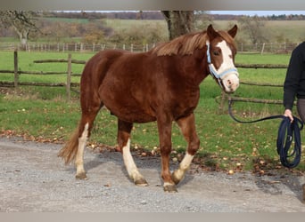 German Riding Pony Mix, Gelding, 3 years, 14 hh, Chestnut-Red