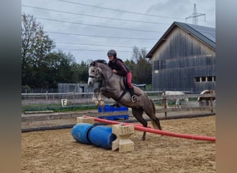 German Riding Pony, Gelding, 3 years, 14 hh, Gray-Dapple